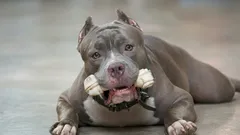 Im Aussehen imposant, aber im Inneren liebenswert: 6 Hunderassen, die mit ihrem Charakter überraschen